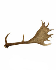 Echte Damhirsch Schaufel