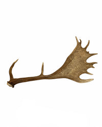 Echte Damhirsch Schaufel