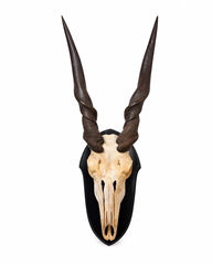 Echte Elenantilope Trophäe