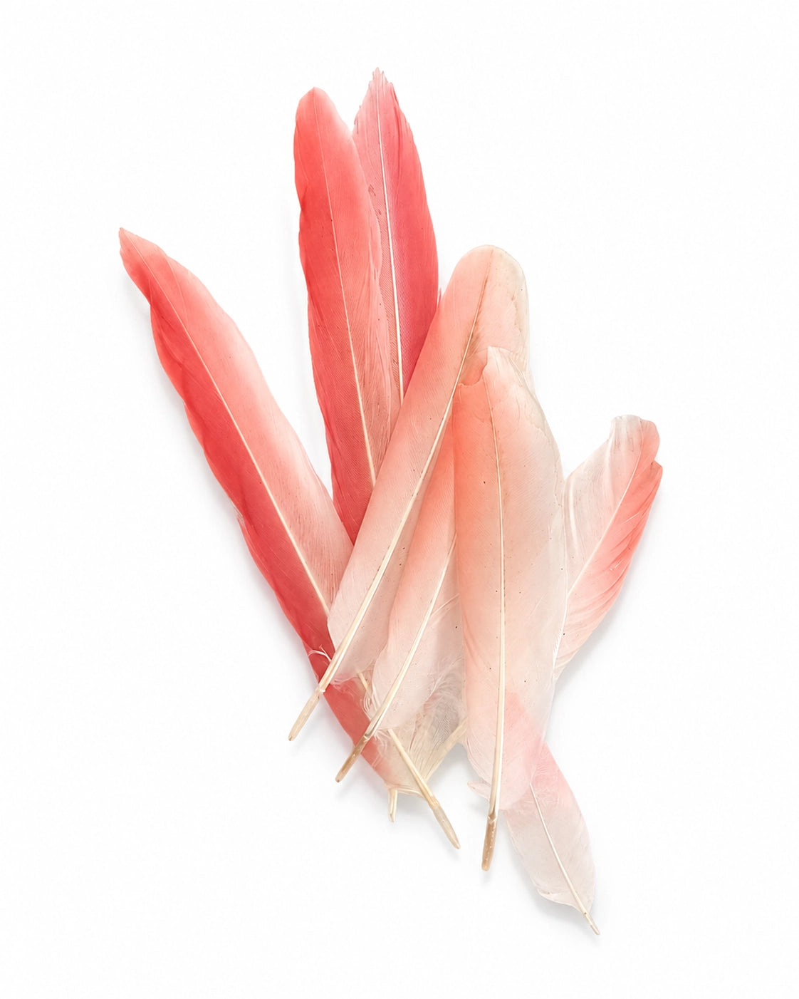Echte Flamingo Federn von SwissSkulls – hochwertige Naturfedern für Sammler, Dekoration, Kunsthandwerk und naturkundliche Sammlungen.