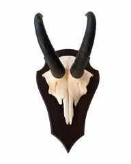 Echte Gams Trophäe