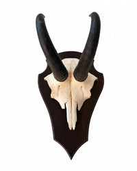 Echte Gams Trophäe