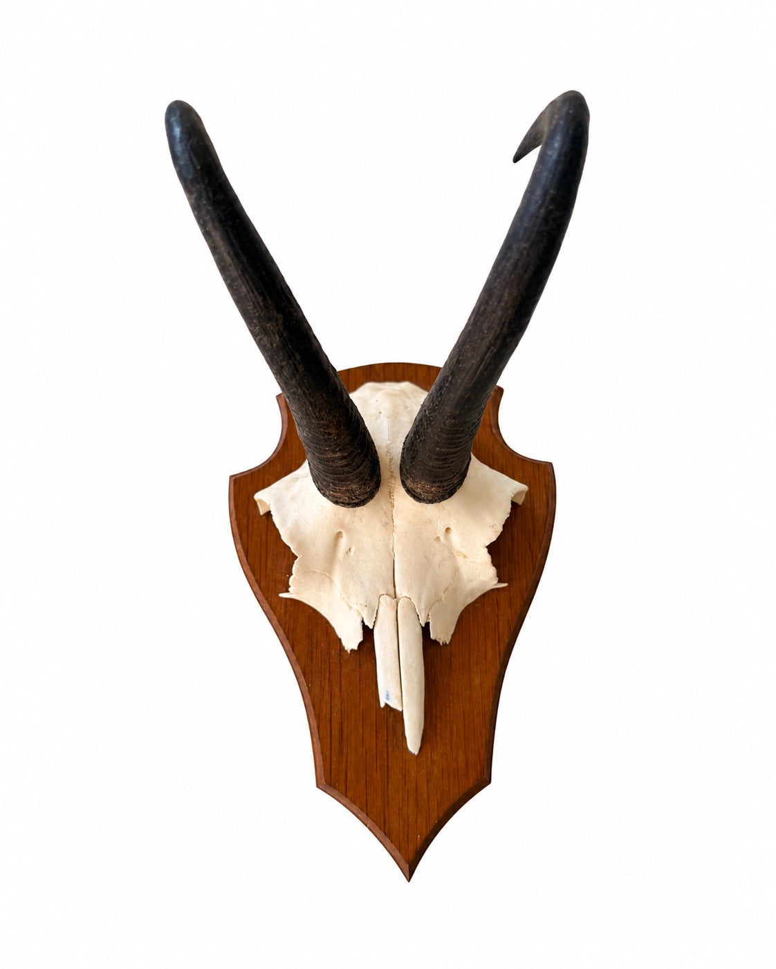 Echte Gams Trophäe
