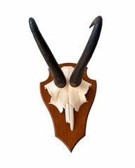 Echte Gams Trophäe