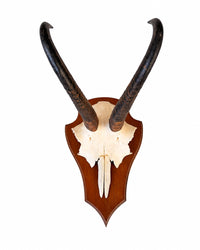 Echte Gams Trophäe