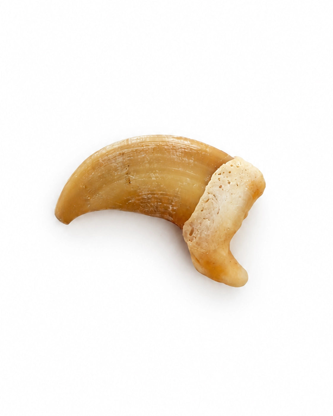 Echte Geparden Kralle