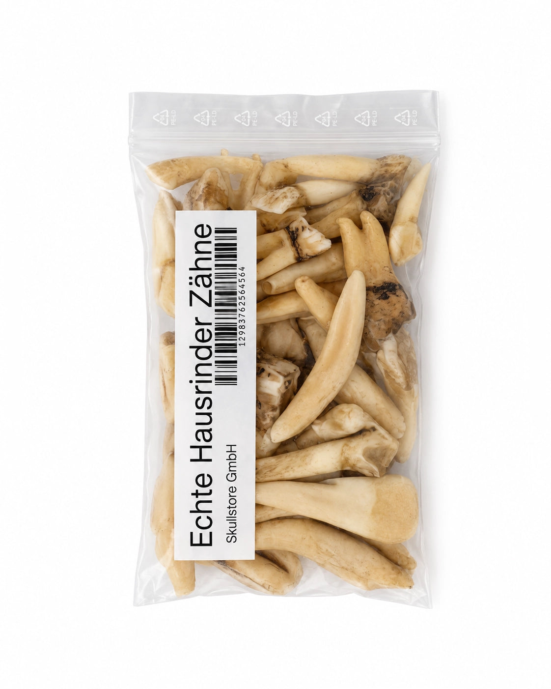 Echte Hausrinder-Zähne als Naturprodukt