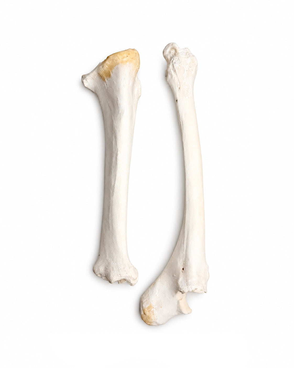 Echte Kamel Knochen (Tibia)