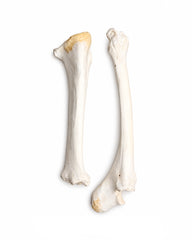 Echte Kamel Knochen (Tibia)