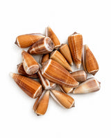 Echte Kegelschnecken 3–6 cm