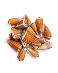 Echte Kegelschnecken 3–6 cm