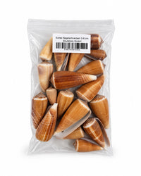 Echte Kegelschnecken 3–6 cm