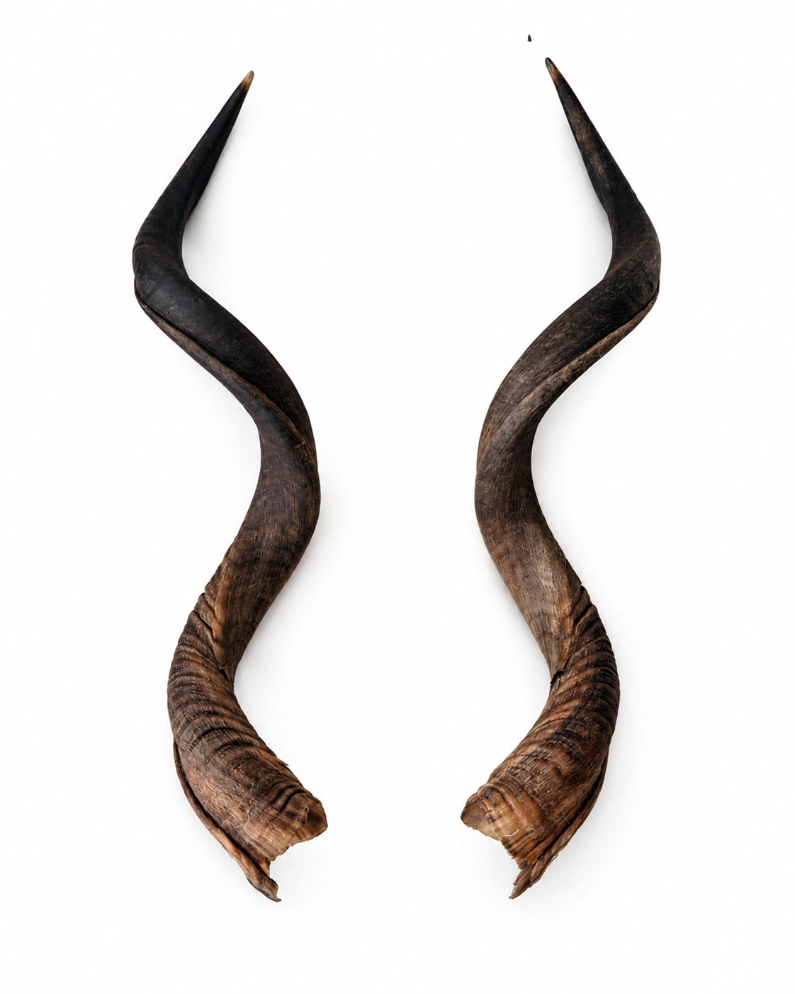 Echte Kudu Hörner