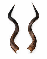 Echte Kudu Hörner