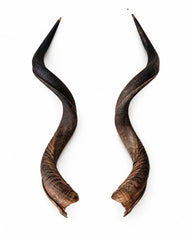 Echte Kudu Hörner