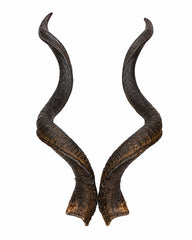 Echte Kudu Hörner
