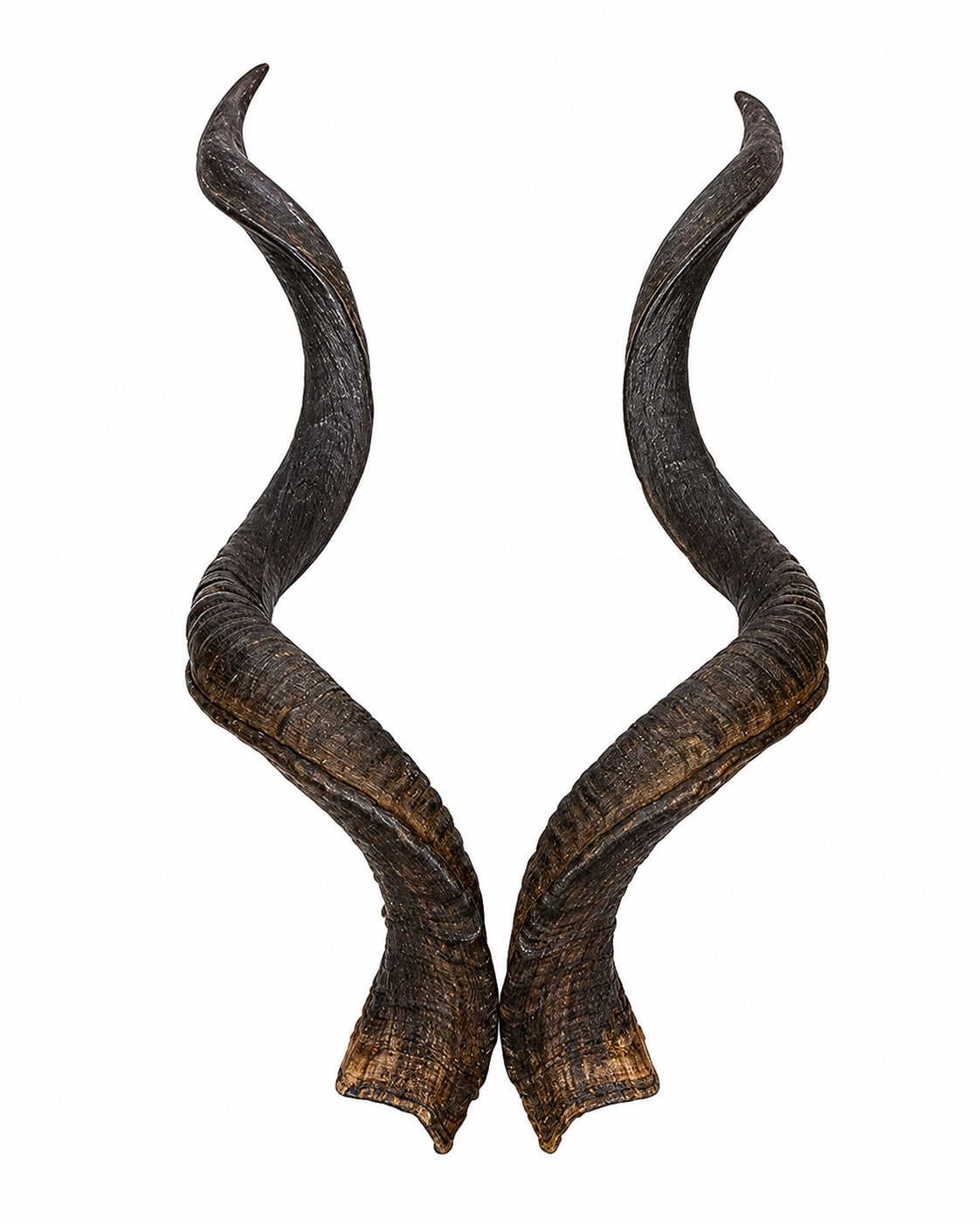 Echte Kudu Hörner