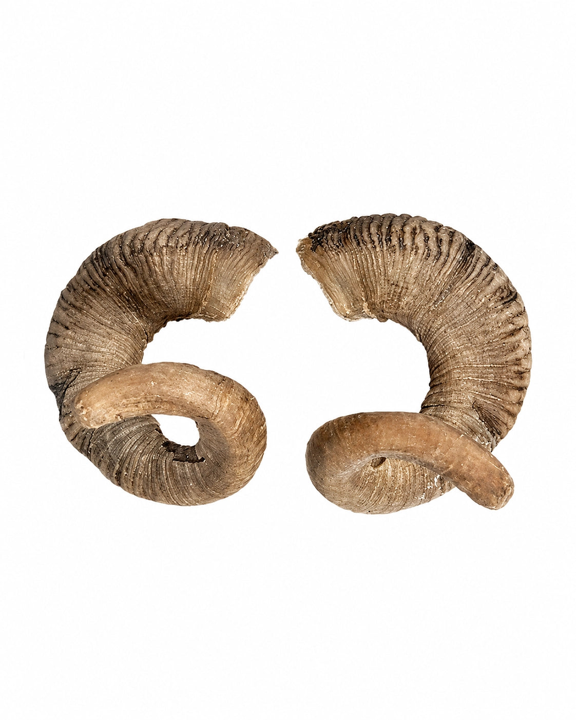 Echte Merinoschafbock Hörner