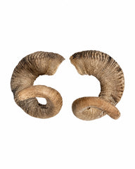 Real Merino ram horns 