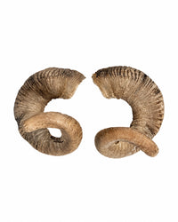 Real Merino ram horns 