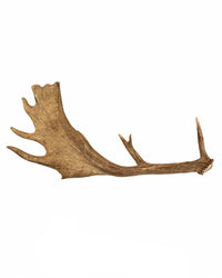 Echte Damhirsch Schaufel