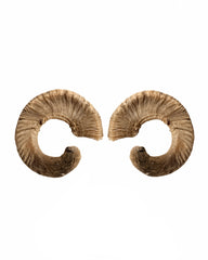 Echte Merinoschafbock Hörner