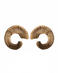Echte Merinoschafbock Hörner