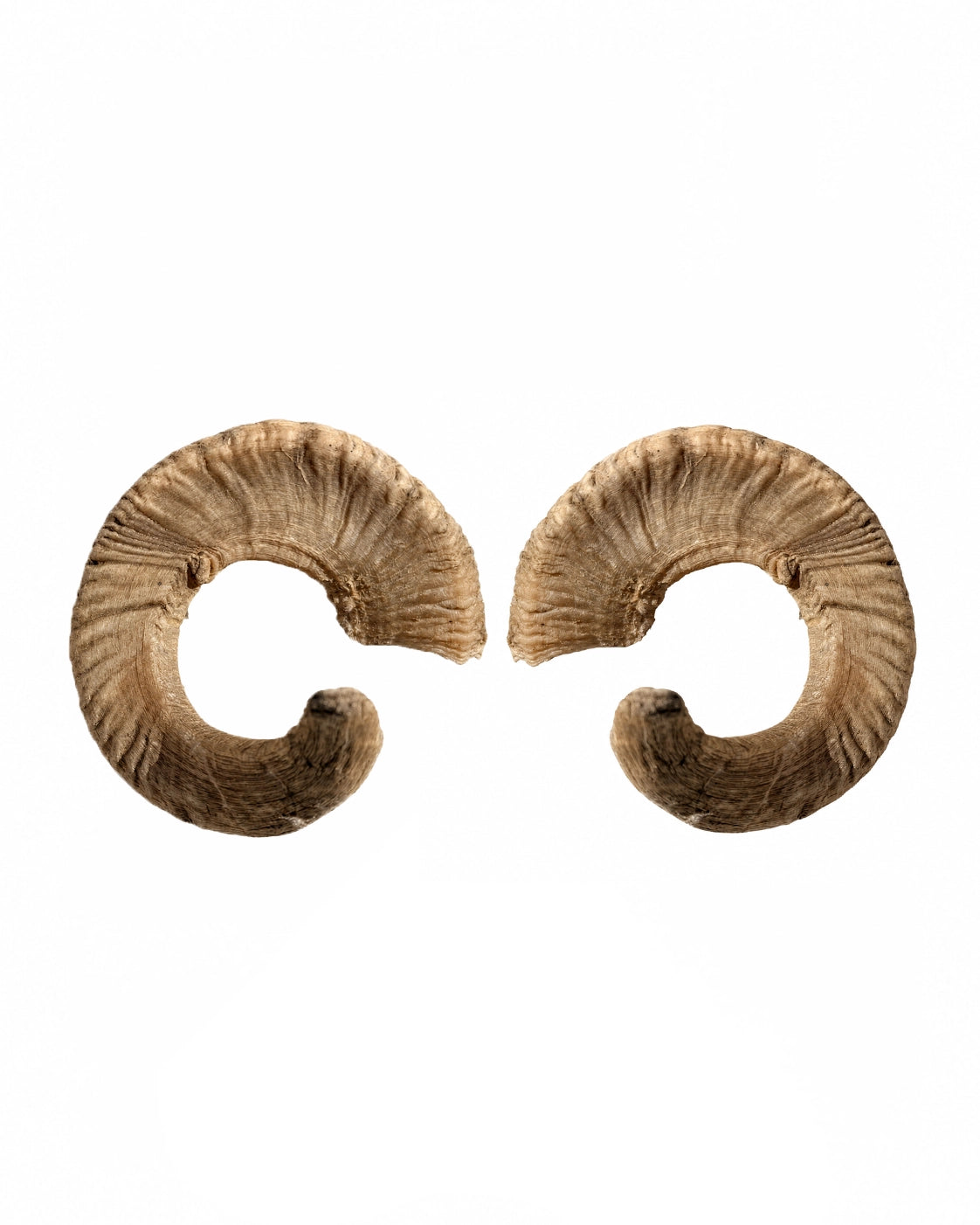 Echte Merinoschafbock Hörner