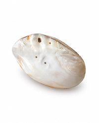 Echte Muschel