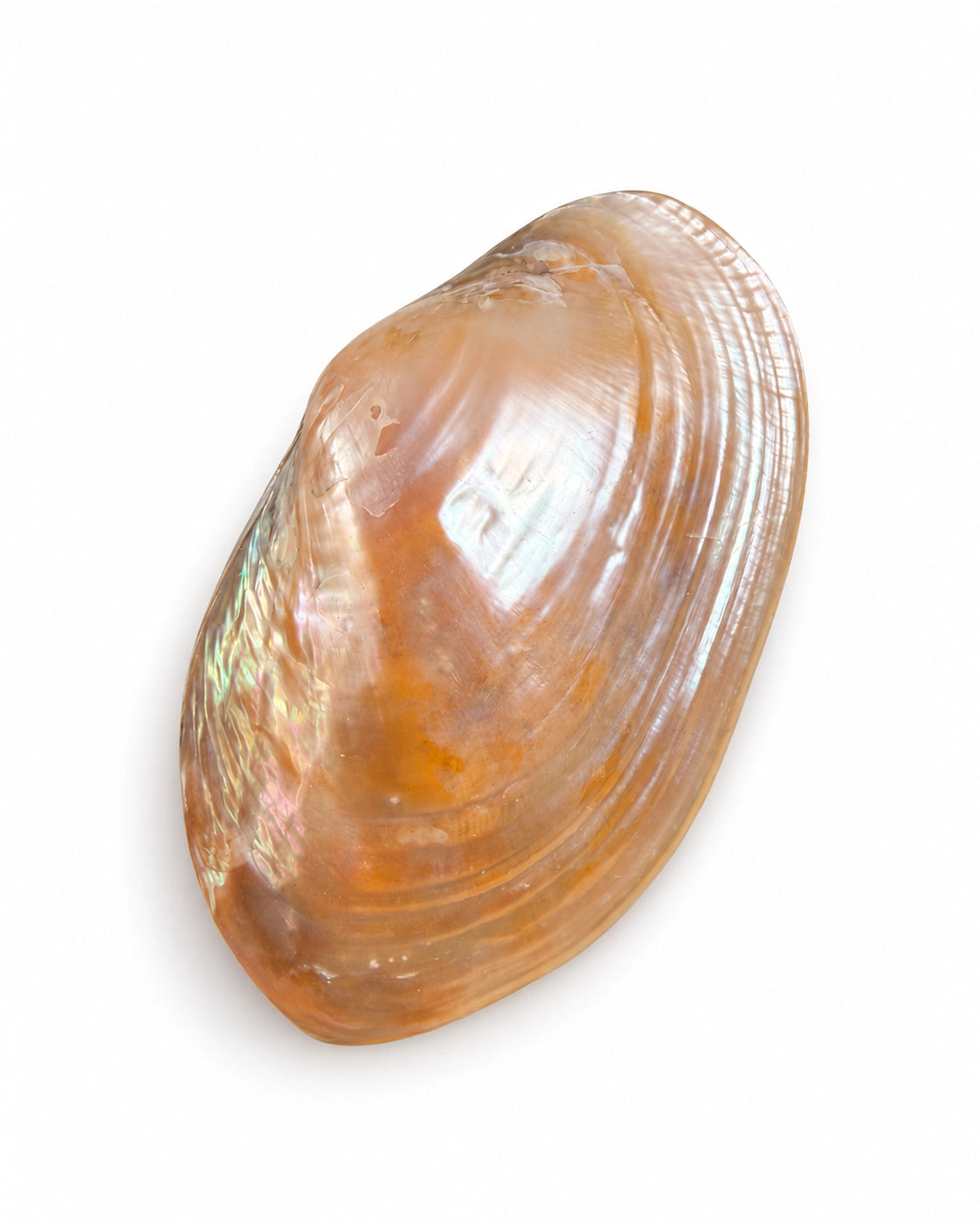 Echte Muschel