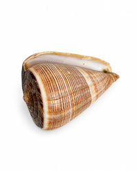 Echte Muschel
