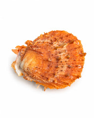 Echte Stachelauster