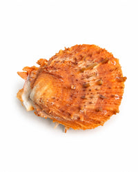 Echte Stachelauster