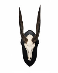 Real Nyala Trophy