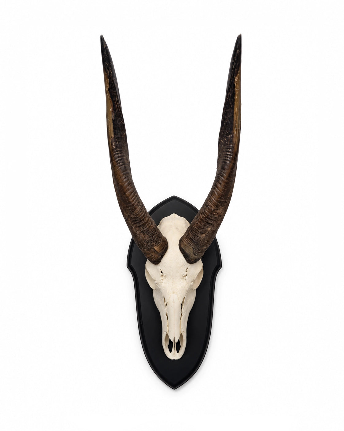 Echte Nyala Trophäe