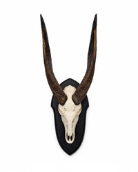 Echte Nyala Trophäe