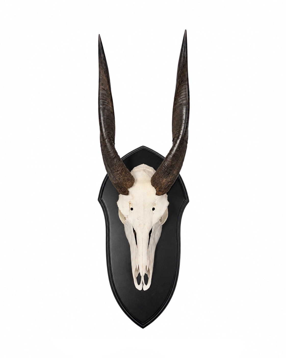 Echte Nyala Trophäe