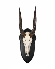 Echte Nyala Trophäe