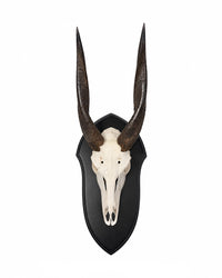 Echte Nyala Trophäe