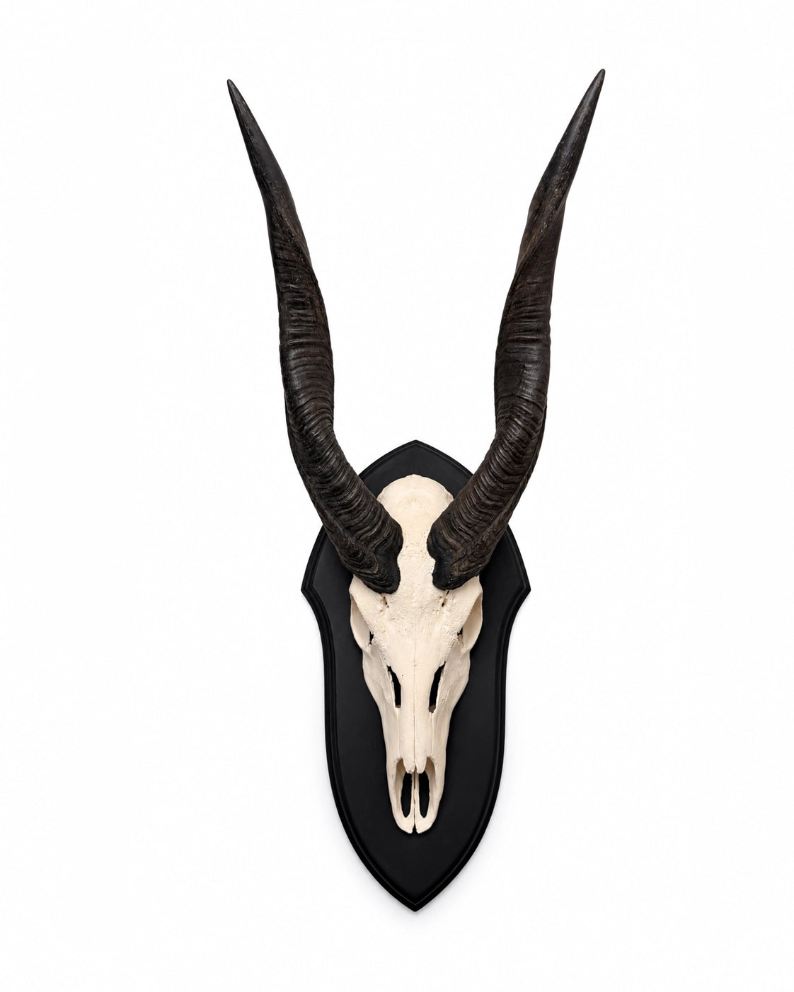 Echte Nyala Trophäe