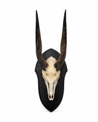 Echte Nyala Trophäe