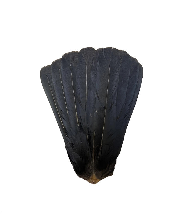 Echte Raben Schwanzfedern