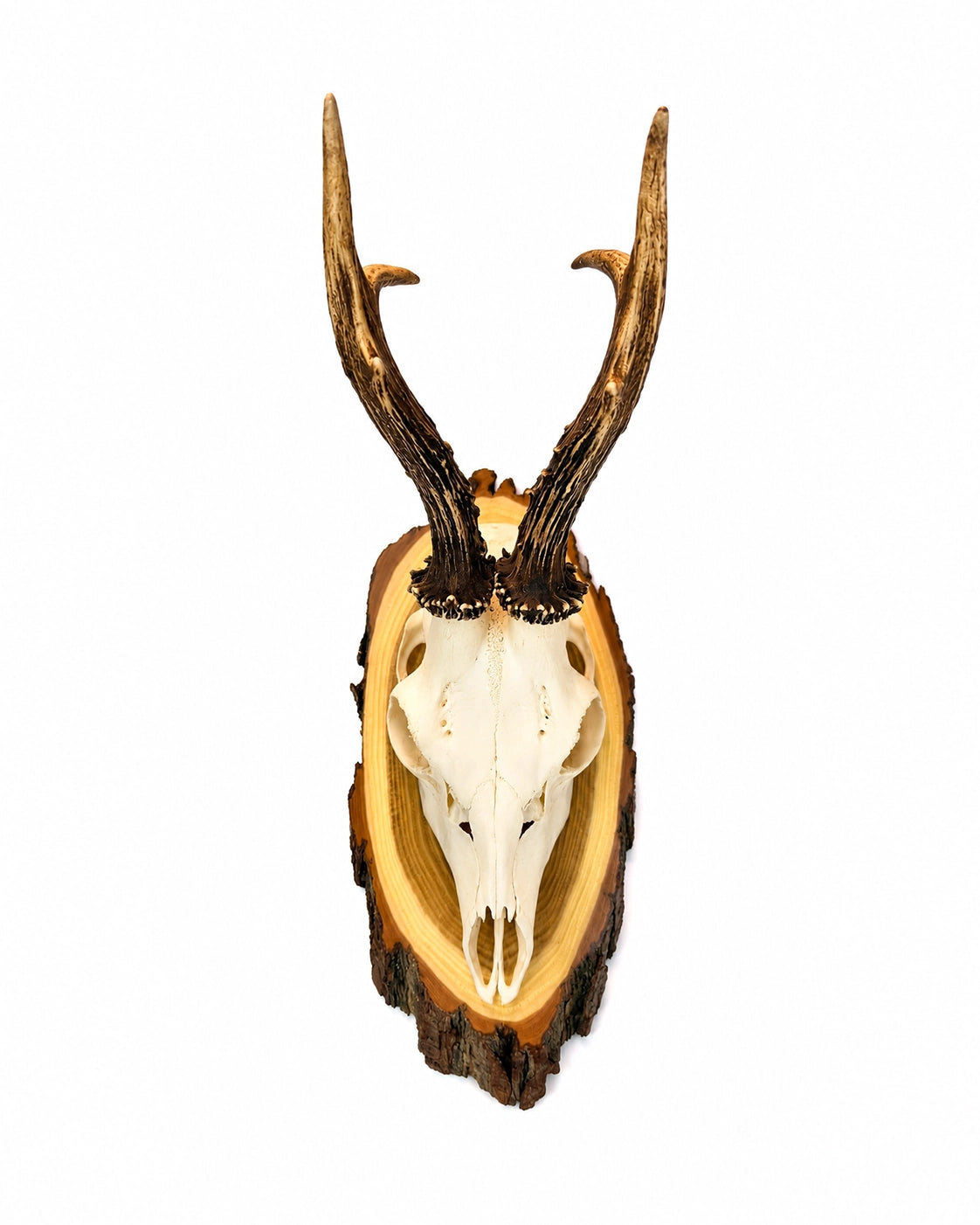 Echte Rehbock Trophäe (Capreolus capreolus) mit natürlichem Gehörn für Jagdsammlungen und Dekoration.