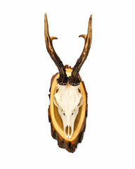 Echte Rehbock Trophäe (Capreolus capreolus) mit natürlichem Gehörn für Jagdsammlungen und Dekoration.