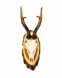 Echte Rehbock Trophäe (Capreolus capreolus) mit natürlichem Gehörn für Jagdsammlungen und Dekoration.