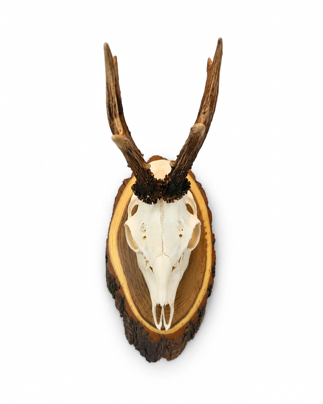 Echte Rehbock Trophäe