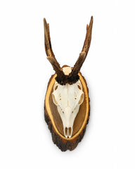 Echte Rehbock Trophäe