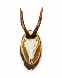 Echte Rehbock Trophäe