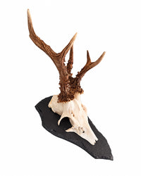 Echte Rehbock Trophäe