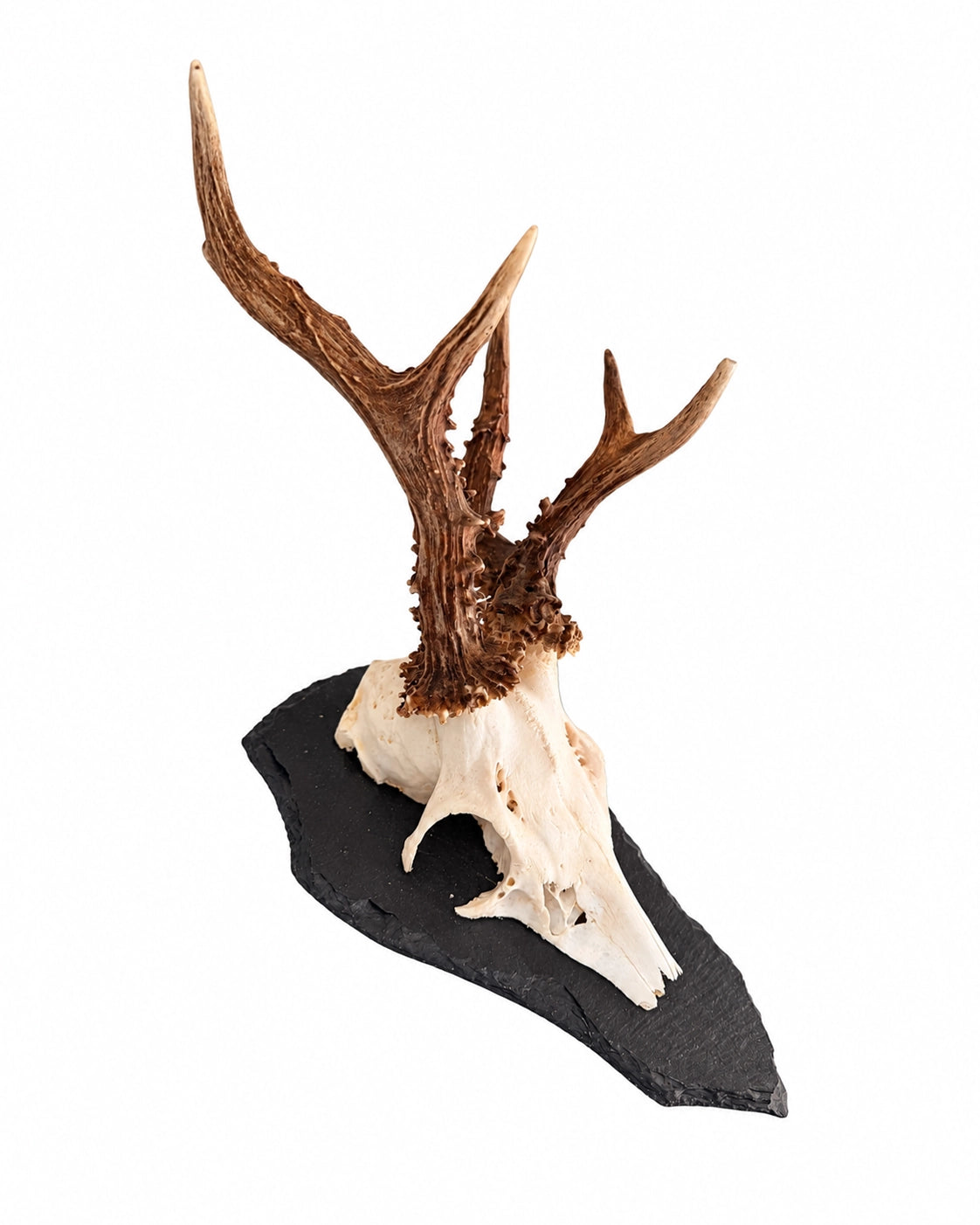 Echte Rehbock Trophäe